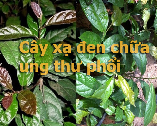 Công dụng cây xạ đen chữa ung thư phổi và cách dùng hiệu quả