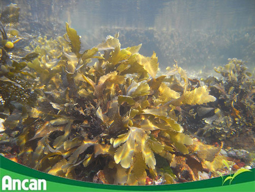 3 tác dụng nổi bật của tảo nâu fucoidan Nhật Bản