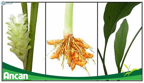 nghệ vàng - thành phần của ancan 2