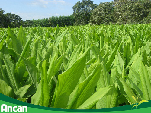 nghệ vàng - thành phần của ancan 3