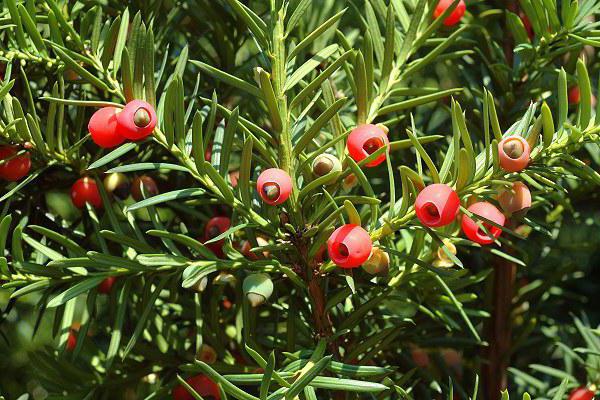 nghiên cứu khoa học ancan Pycnogenol 1