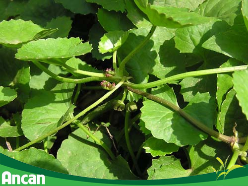 rau má - thành phần có trong ancan 1