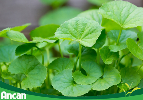 rau má - thành phần có trong ancan 2