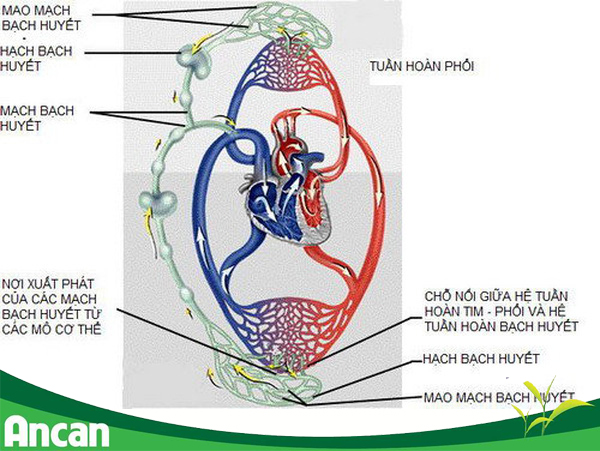 Cách nhận biết u hạch lành tính hay ác tính? 1