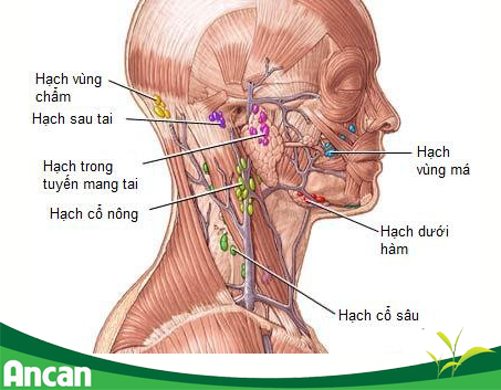 Cách nhận biết u hạch lành tính hay ác tính? 3