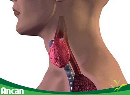 Nguyên nhân gây u tuyến giáp 1