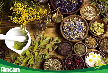 Cách điều trị u xơ tử cung bằng thuốc nam 1