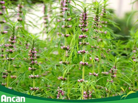 điều trị u xơ tử cung bằng thuốc đông y 2