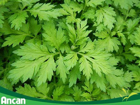 Cách điều trị u xơ tử cung bằng thuốc nam 4