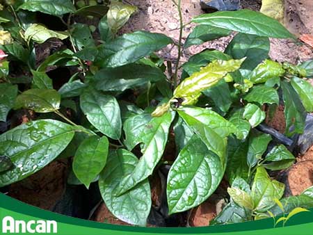 Xạ đen – cây thuốc nam quý hỗ trợ điều trị u xơ tử cung 1