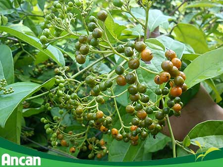 Xạ đen – cây thuốc nam quý hỗ trợ điều trị u xơ tử cung 2