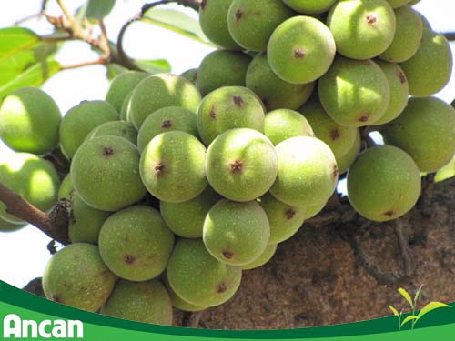 Các bài thuốc nam chữa ung thư cổ tử cung1