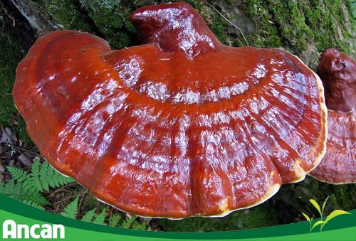 Các bài thuốc nam chữa ung thư cổ tử cung2