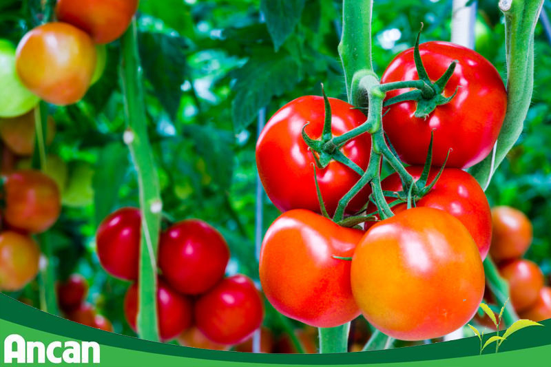 7 loại thực phẩm giúp phòng tránh ung thư dạ dày 4