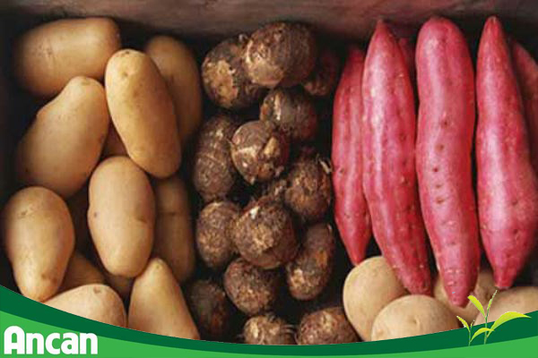 Bệnh nhân mắc ung thư dạ dày nên và không nên ăn gì? 2