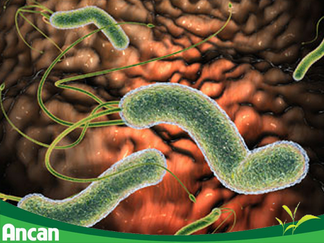 Để phòng tránh ung thư dạ dày, phải tiêu diệt vi khuẩn HP 2