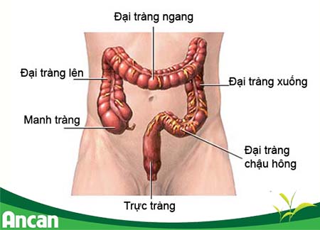 kien-thuc-chung-ve-benh-ung-thu-dai-trang-1