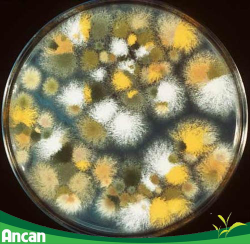 Mắc ung thư gan do ăn thực phẩm mốc 2