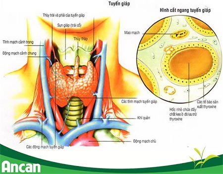 Cách điều trị ung thư tuyến giáp di căn hạch cổ 1