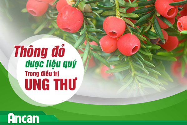 Thông đỏ - dược liệu quý trong điều trị ung thư