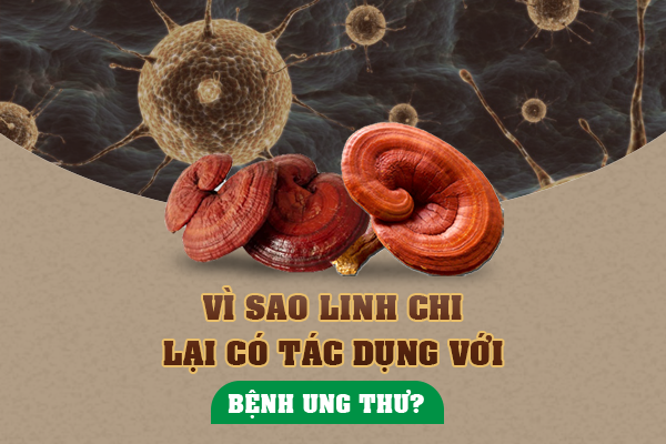 Linh chi - thảo dược tuyệt vời cho người bệnh ung thư
