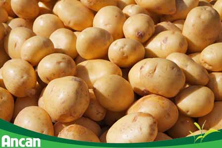 Mắc bướu tuyến giáp nên ăn gì và không nên ăn gì