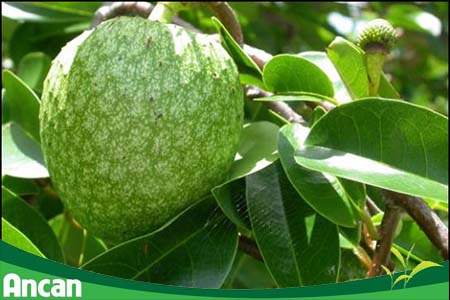 Các bài thuốc dân gian chữa bướu cổ an toàn, hiệu quả