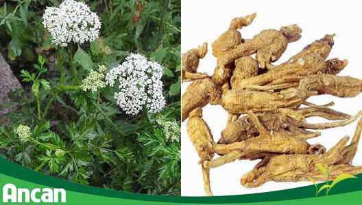 Các bài thuốc nam chữa u nang buồng trứng