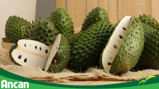 Mãng cầu xiêm có tác dụng phòng ung thư hiệu quả