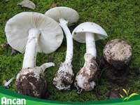 5 tác dụng của đông trùng hạ thảo khô không khác gì thần dược