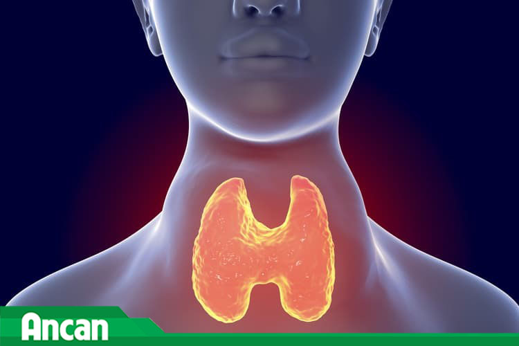 U nang tuyến giáp là gì?