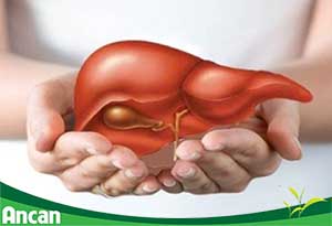 Phòng tránh bệnh ung thư gan bằng cách từ bỏ 7 thói quen sau