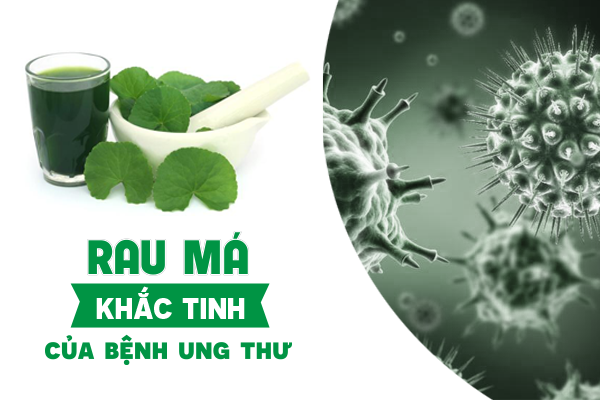 Rau má - “khắc tinh” của tế bào ung thư