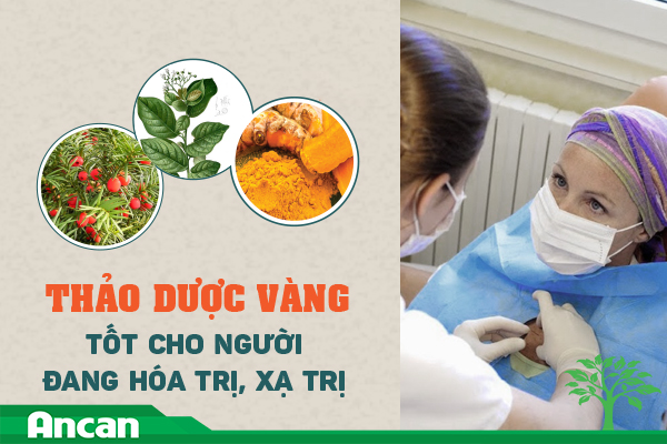 “Thảo dược vàng” cho người đang hóa trị, xạ trị
