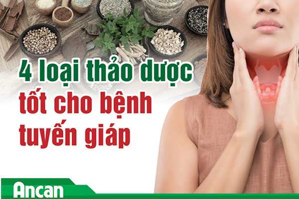 4 loại thảo dược tốt cho bệnh tuyến giáp
